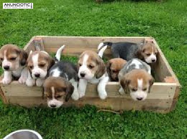 Cachorros Beagle pedigrí