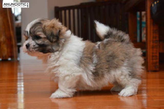 Shih Tzu Cachorros