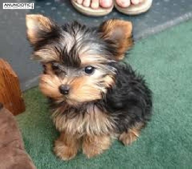 Yorkshire Terrier cachorros