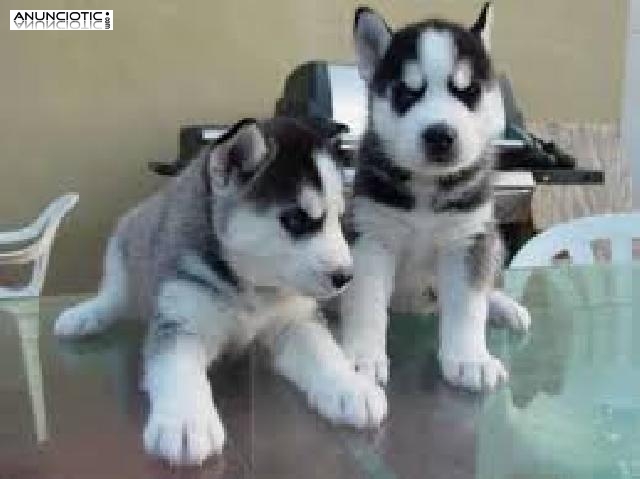 Cachorros husky siberianos de ojos azules