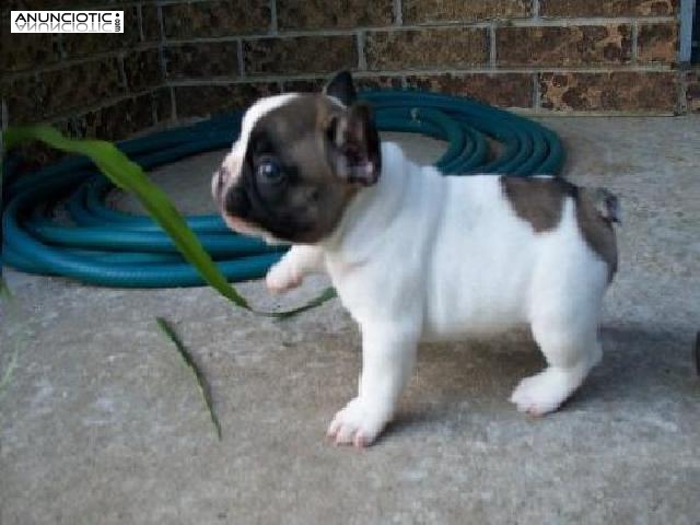 Regalo cachorros  Bulldog Frances