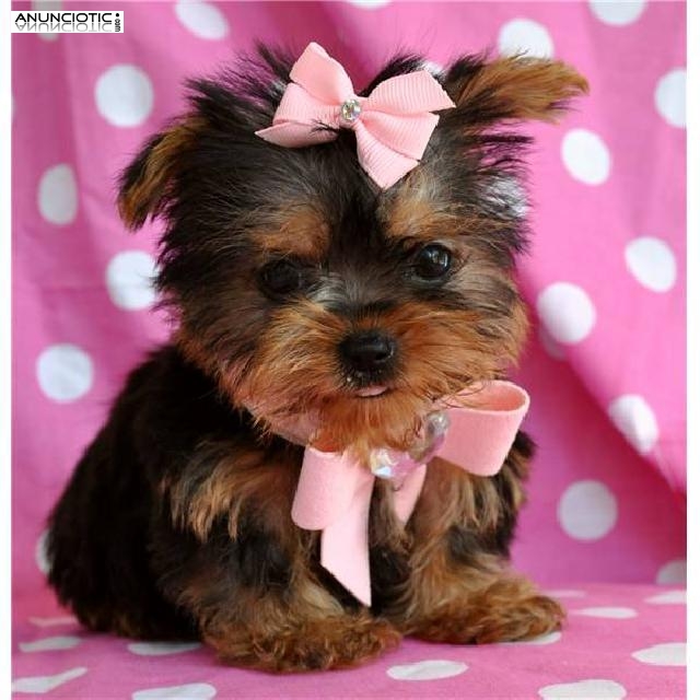 Yorkshire terrier en miniatura