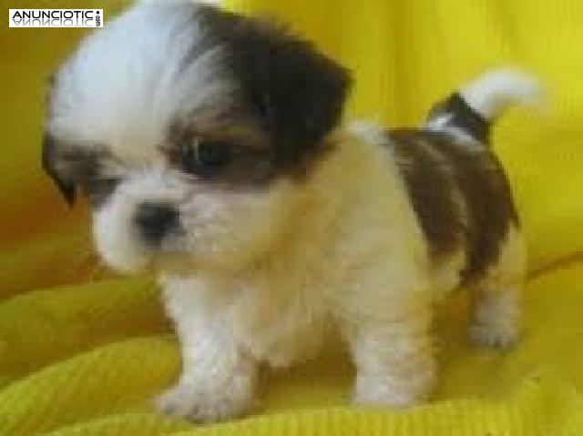  Encantadores cachorros de Shih Tzu para adopción