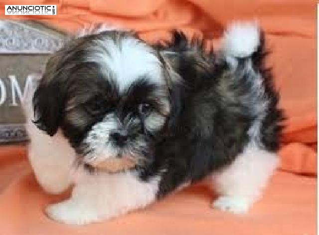  Encantadores cachorros de Shih Tzu para adopción