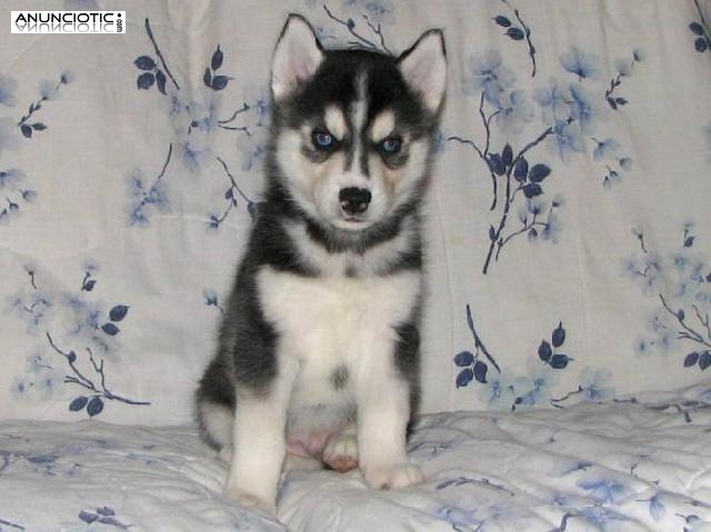  Regalo Siberian husky cachorros gratuito buen macho y el hogar femenina