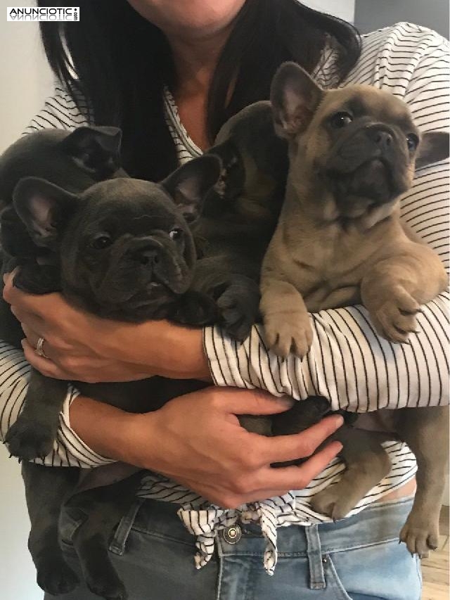 Cachorros de Bulldog Francés disponibles