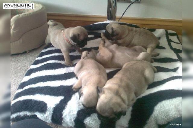 Pug carlino cachorros machos y hembras