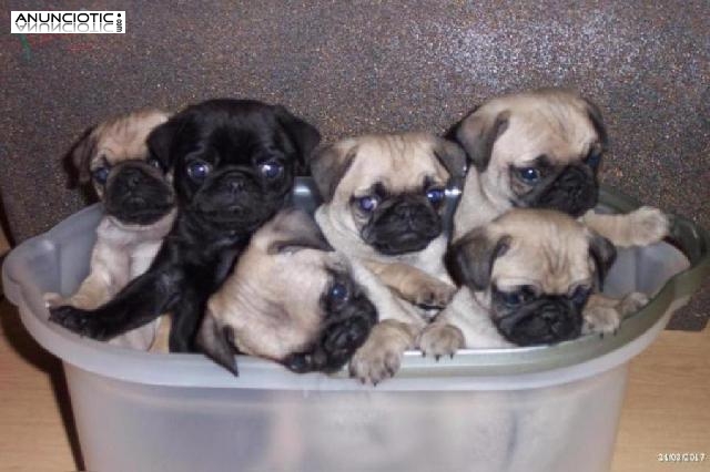 Pug carlino cachorros machos y hembras