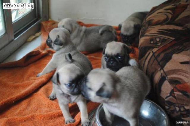 Pug carlino cachorros machos y hembras