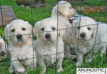 Magnífico  y fabuloso 12 semanas  de edad cachorros Golden Retriever