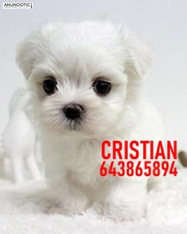 CACHORROS BICHON MALTES TOY