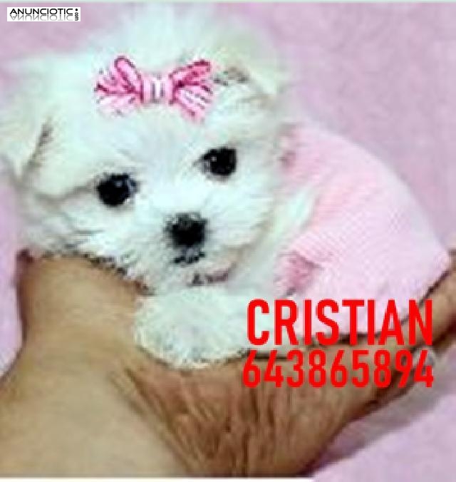 CACHORROS BICHON MALTES TOY