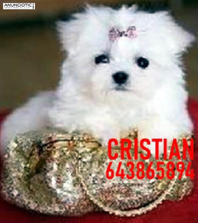 CACHORROS BICHON MALTES TOY