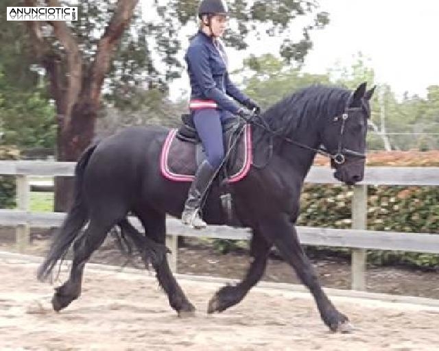 Yegua frisona de 3 años en adopción 800