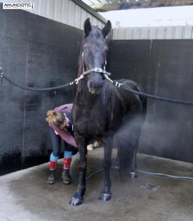 Yegua frisona de 3 años en adopción 800