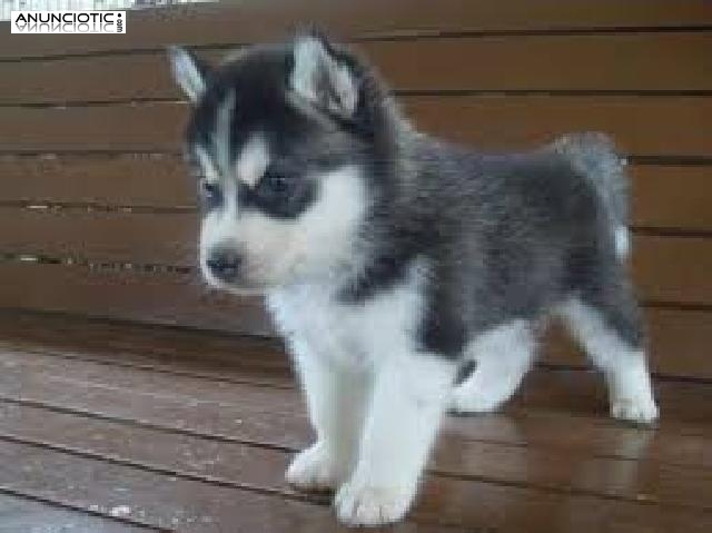 2 Regalo Husky Siberiano Para Adopcion 