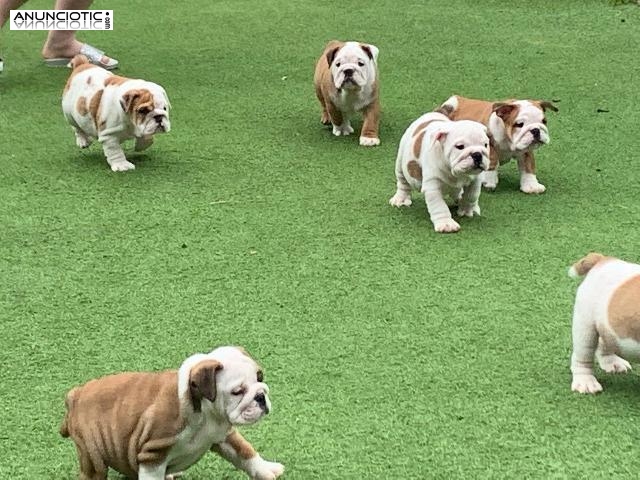 Hermosos y bien entrenados cachorros de Bulldog Inglés