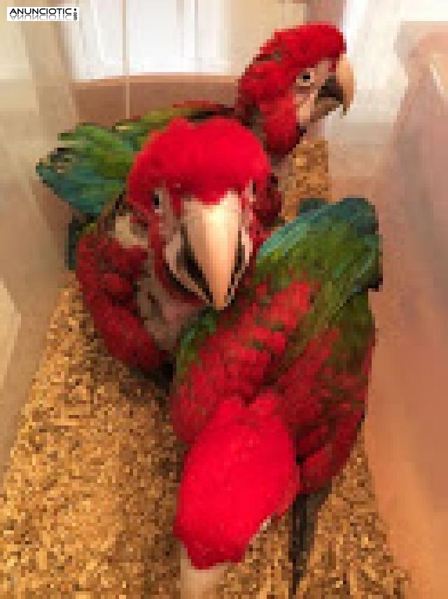    loro guacamayo escarlata por 200 