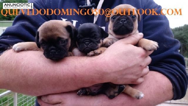 Cachorros pug muy saludables listos para sus nuevos hogares