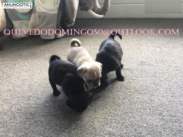 Cachorros pug muy saludables listos para sus nuevos hogares