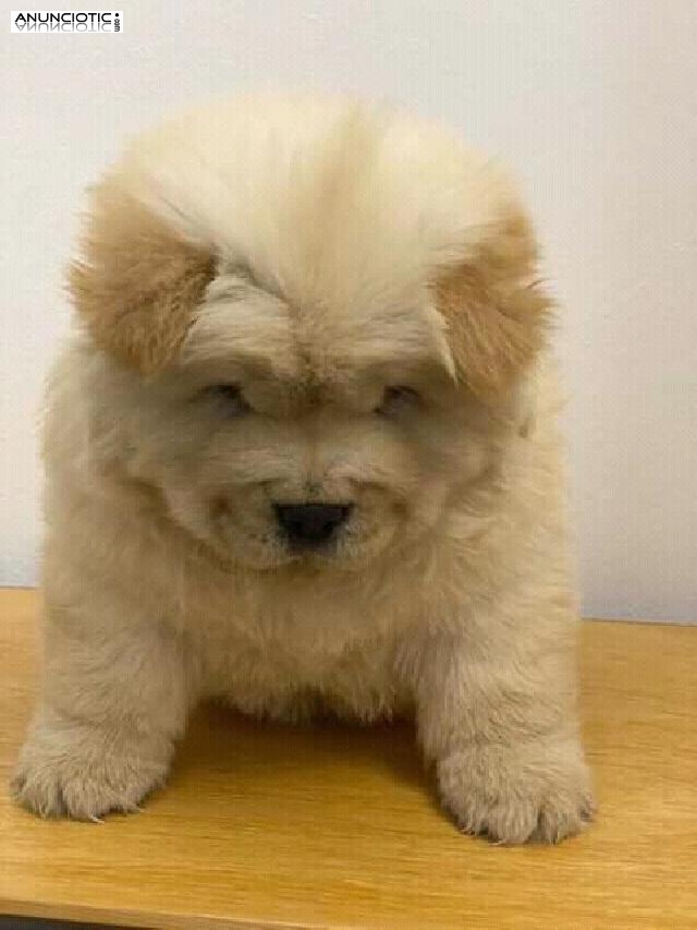 Smart and Brilliant chow chow puppy 