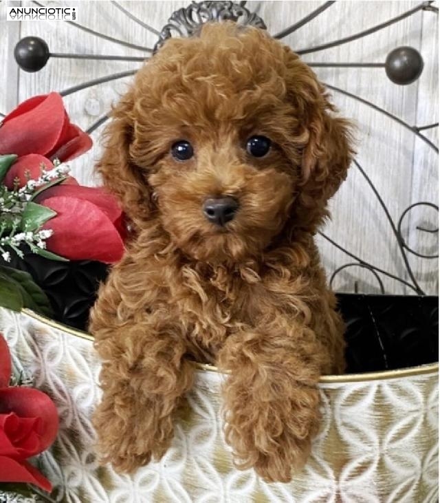 ((+34634073687)) poodle puppies for sale .