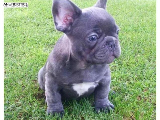 Cachorros de Bulldog Francés