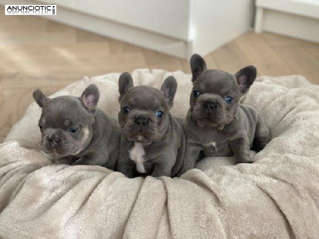 Cachorros de Bulldog Francés