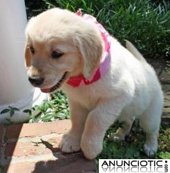 Macho Cachorro De Golden Retriever