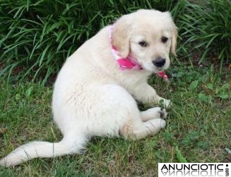 Macho Cachorro De Golden Retriever