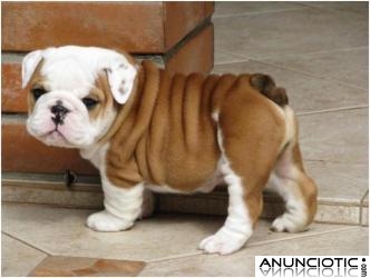 REGALO CACHORROS DE BULLDOG INGLES 