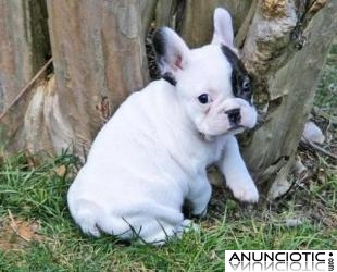 CACHORROS BULLDOG FRANCES EN ADOPCION