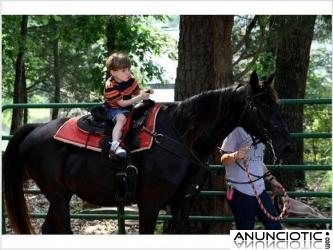 Años guapo viejo caballo frisón registra