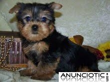 Regalo Yorkshire Terrier (yorkie) cachorros para la adopción