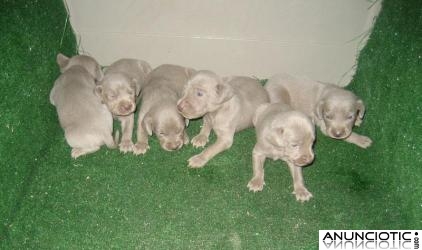 Bracos de Weimar expectaculares cachorros. Una pasada !