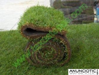 Tepecenter. Rollos de cesped, pasto alfombra y zacate de sedum o sedums  en tepe