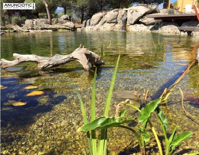 Construccion de piscinas ecologicas en Madrid