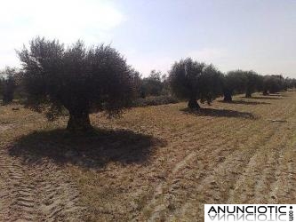 Parcela 4.000m2 a 58Km Madrid con 22 Olivos por 8.000 Euros