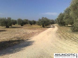 Parcela 4.000m2 a 58Km Madrid con 22 Olivos por 8.000 Euros