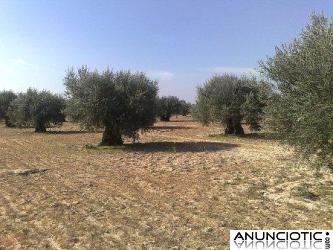 Parcela 4.000m2 a 58Km Madrid con 22 Olivos por 8.000 Euros