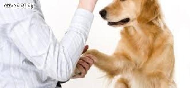 CURSO PELUQUERIA-EDUCACION PERROS con prácticas,matrícula GRATIS!