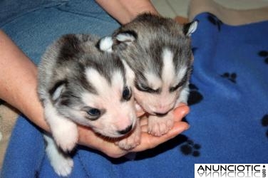 Un par de cachorros de husky siberiano para su aprobación