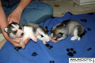 Un par de cachorros de husky siberiano para su aprobación