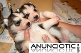 Un par de cachorros de husky siberiano para su aprobación