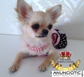 Collares para Perros PequeÃ±os