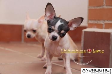 Venta Cachorros Chihuahua
