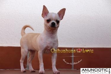 Hembra Chihuahua de 6 meses