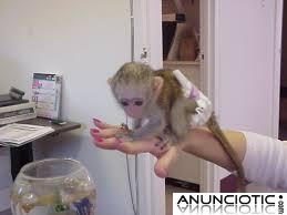 lindo bebé mono capuchino para adopció