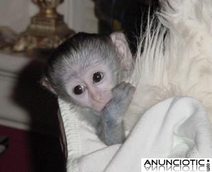 monos capuchinos bebé juguetones para su familia