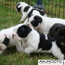  Cachorros Bulldog Frances en Adopcion varias camadas 